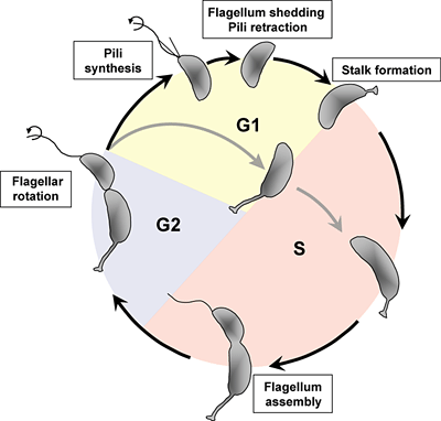 Figure 1: Cell cycle schematic...